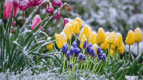 Весна. Фото: Pinterest |