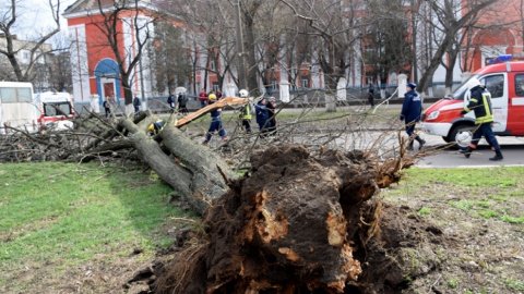 Дітей травмовано через падіння дерева на маршрутку в Миколаєві