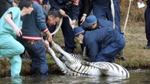 ​В Японии полицейские случайно убили убежавшую из зоопарка зебру