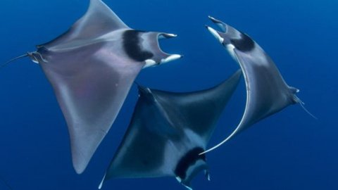Фотографія трьох дорослих особин морських дияволів, яка перемогла у головній номінації. Фото: Дункан Мюррел