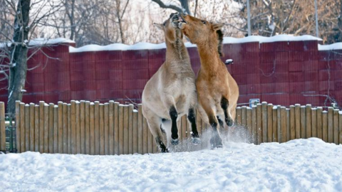  "Київзоо" навіть в січні дуже гарний. Фото: facebook.com/zoo.kiev