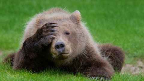 Comedy Wildlife Photography Awards. Фото: Danielle D ermo/Cwpa/Barcroft Images