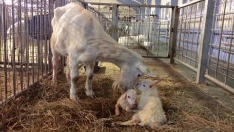 Новорожденные козлята. Фото: facebook.com/serhii.hryhoriev.1