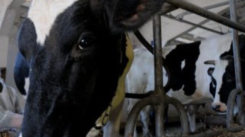 Пожежникам довелося обв'язати корові роги тросом і стягнути її зі сходів.
