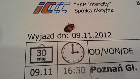В польских поездах завелись клопы