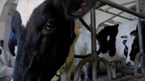 Пожарным пришлось обвязать корове рога тросом и стянуть ее с лестницы.