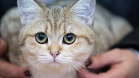 Японцы празднуют самый кошачий день в году
