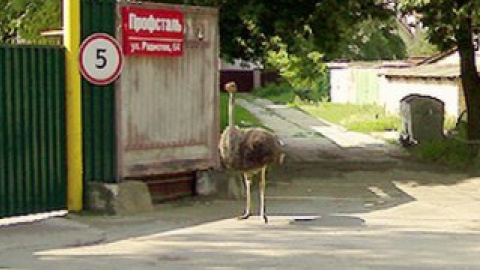 Звідки взявся птах - невідомо.