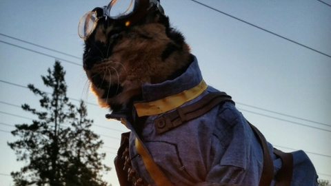 Кот в костюме. Фото: instagram/cat_cosplay