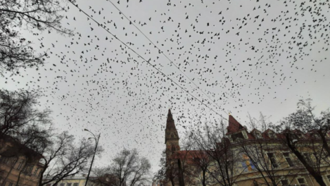 Через снігопади в Одесу прилетіли тисячі голодних шпаків