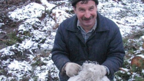 Рекордный урожай шишек собрали жители России в кризис