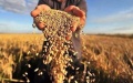 Cabinet Allows Export Of Rye And Mineral Fertilizers