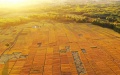 Rice fields in Jiangzhuang Village, Gucheng Township of Luanzhou City in north China's Hebei Province. Photo by Xinhua/Mu Yu.