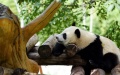 Giant Panda. Photo by Xinhua.