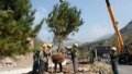 Shows workers planting trees for the 2022 Beijing Winter Olympics in Yanqing District. Photo by Xinhua/Zhang Chenlin.
