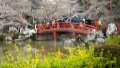 Tourists view blooming cherry blossoms in Wuhan, central China's Hubei Province. Photo by Xinhua.