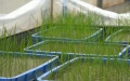 Rice seeds from space grow in Guangdong, China. Photo by Xinhua.