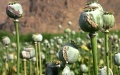 Opium. Photo by Xinhua.