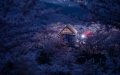 A wooden house is seen inside the cherry garden in Huangla Township, Anshun City of southwest China's Guizhou Province. Photo by Xinhua/Liu Xu.