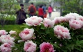Photo shows tourists walk in a garden with peony flowers in Luoyang, central China's Henan Province. Photo by Xinhua/Wang Song.