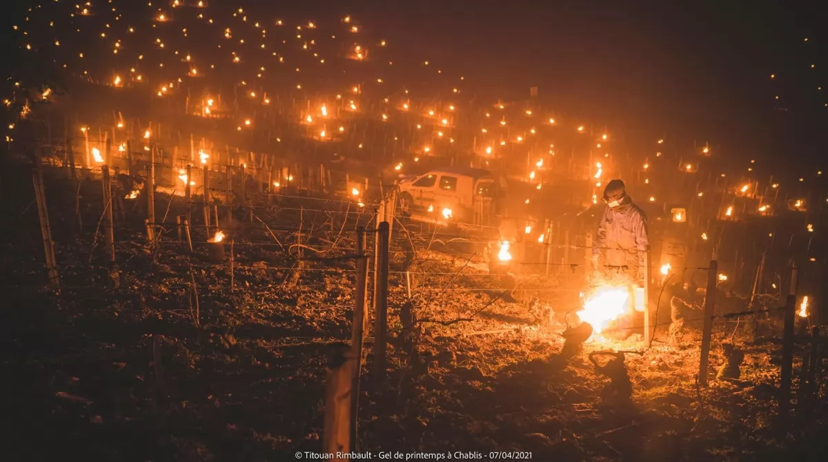 Виноградники Шабли. Фото: facebook.com/titouanrimbaultphotographe1/
