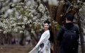 A tourist poses for photos with pear flowers in full blossom at Nanchangtan Village of Zhongwei City, northwest China's Ningxia Hui Autonomous Region. Photo by Xinhua/Tang Rufeng.