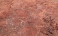 Newly-found dinosaur footprints at an excavation site in Shanghang County, southeast China's Fujian Province. Photo by Lin Siqian/Xinhua.