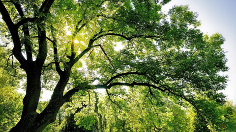 Дерево. Фото: pixabay.com