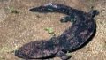 The giant salamander found in the Liupan Mountain national nature reserve. Photo by Wang Yuping/Xinhua.