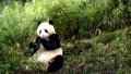 Wild giant panda in NW China's nature reserve. Photo by Xinhua.
