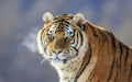 Wild Siberian tiger. Photo by Xinhua.