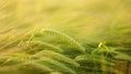 Ukraine Ups Export Of Barley By 22% To 5 Million Tons, Taking 3rd Place In World In 2020 - UCAB
