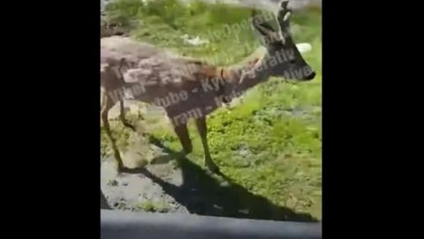В Киеве возле метро гулял молодой олень