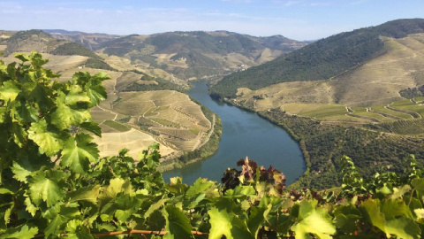 Португальський виноробний регіон. Фото:  facebook.com/ Wines of Portugal UA