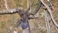 Bird-eating spider. Photo by Xinhua.