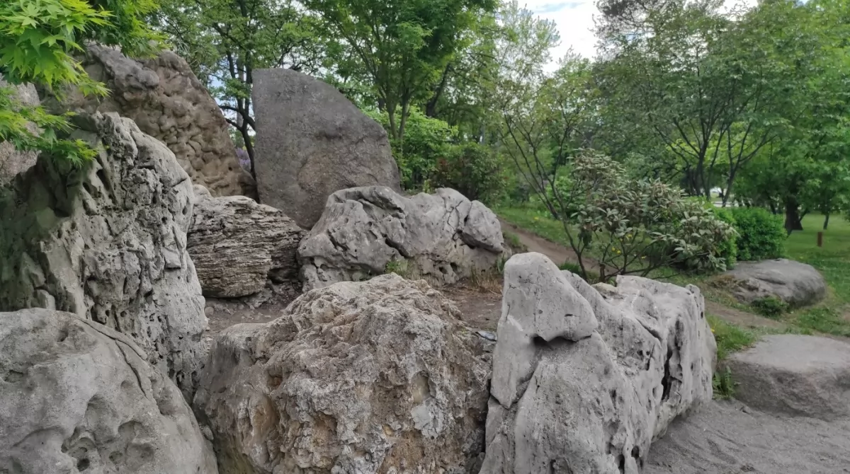 Сакура в парке Киото. Фото Українські Новини Сакура в парке Киото. Фото Українські Новини