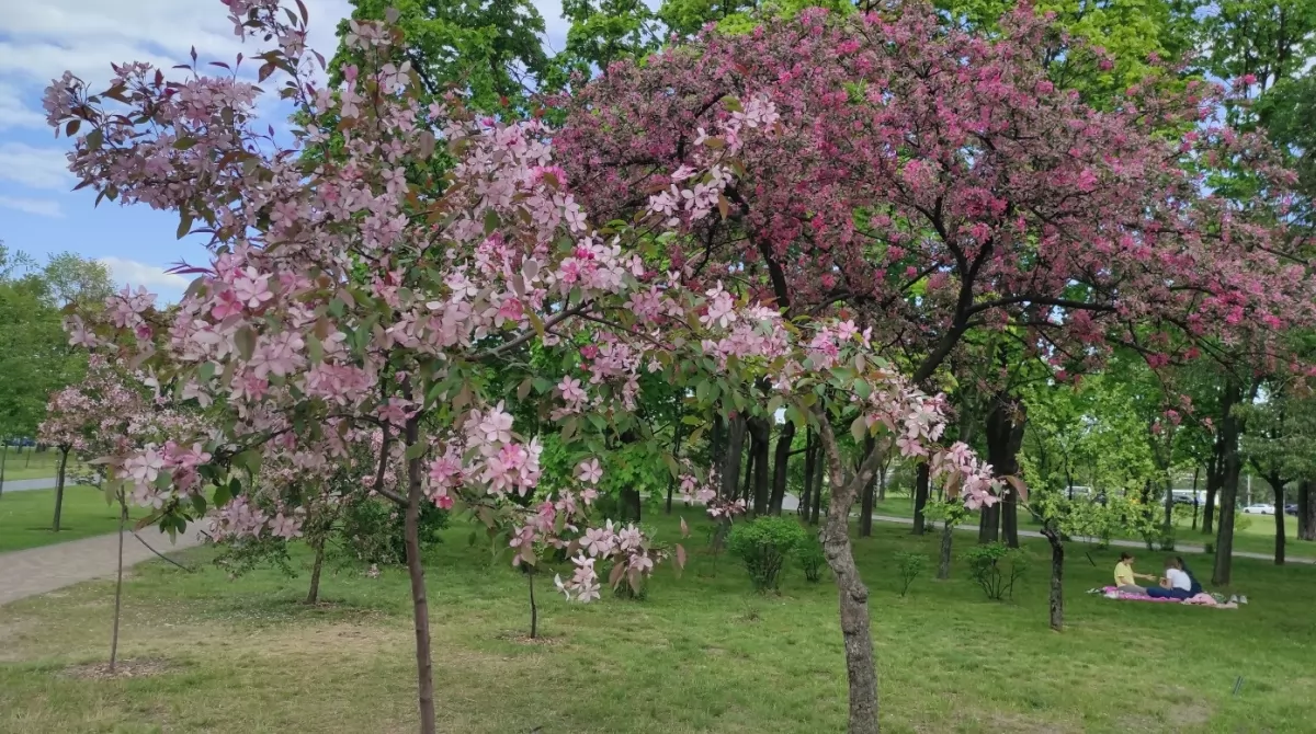 Сакура в парке Киото. Фото Українські Новини Сакура в парке Киото. Фото Українські Новини