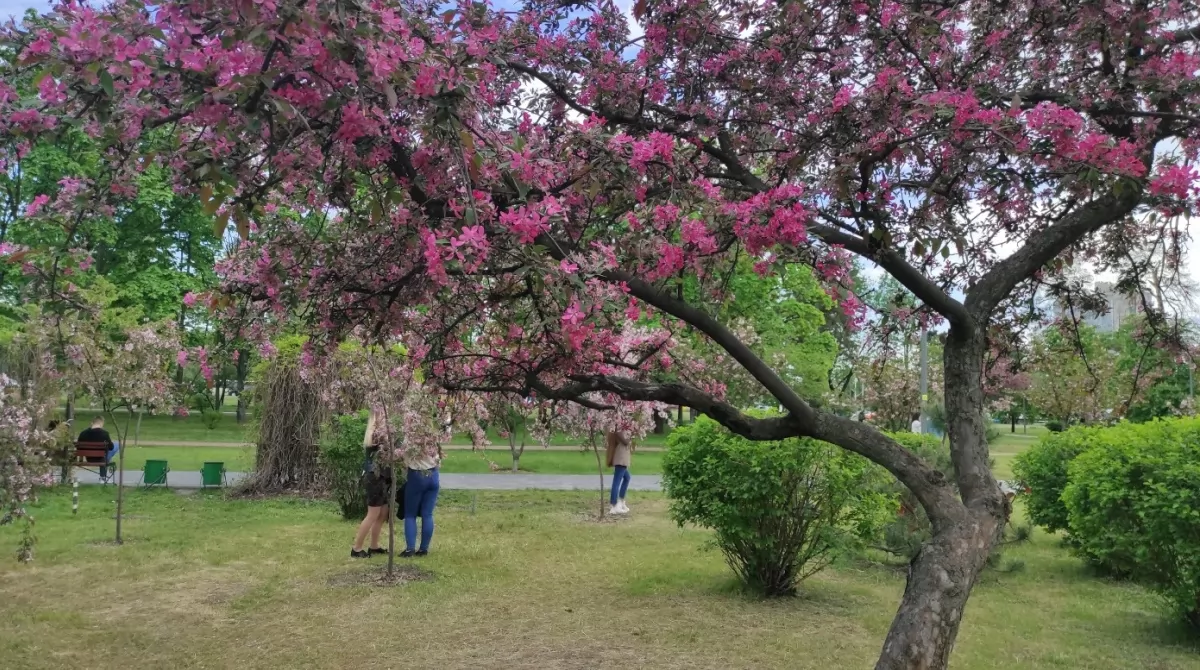 Сакура в парке Киото. Фото Українські Новини Сакура в парке Киото. Фото Українські Новини