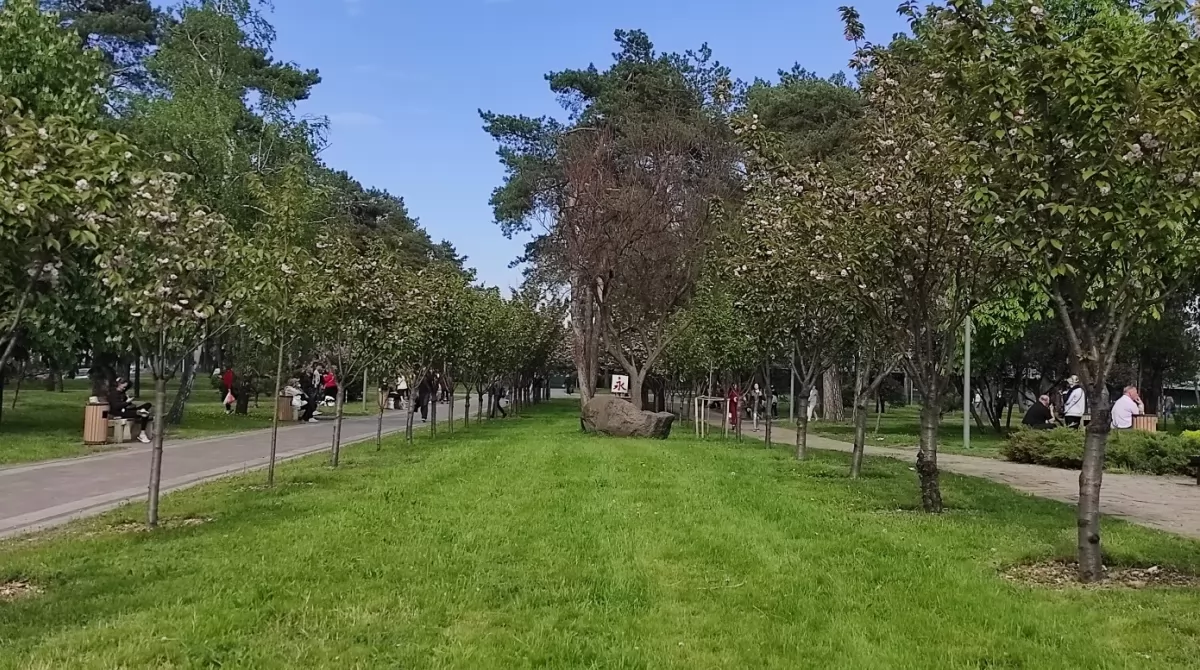Сакура в парке Киото. Фото Українські Новини Сакура в парке Киото. Фото Українські Новини