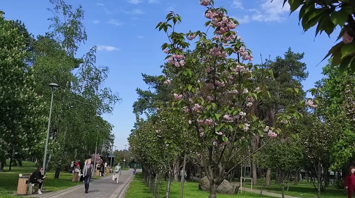 Сакура в парке Киото. Фото Українські Новини Сакура в парке Киото. Фото Українські Новини