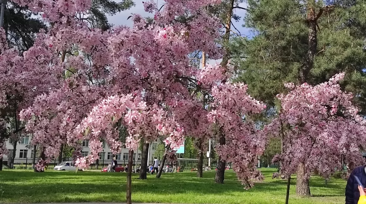Сакура в парке Киото. Фото Українські Новини Сакура в парке Киото. Фото Українські Новини