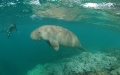 Dugong in the lagoons in New Caledonia, Australia. Australian marine researchers are using drones to locate and study one of nature's shyest animals – dugongs. Photo by Matthieu Juncker/Xinhua.