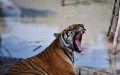 Tiger. Photo by Xinhua.

