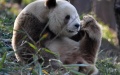Brown giant panda. Photo by Xinhua.