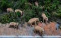 A herd of wild Asian elephants is moving northward in Eshan County, southwest China's Yunnan Province. Photo by Xinhua/Hu Chao.