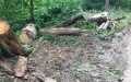 Rada introduces criminal liability for storing wood without documents