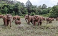 Wild Asian elephants.  Photo by Xinhua.

  