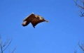 Flying squirrel. Photo by Xinhua.