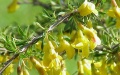 Caragana plants. Photo by Xinhua.