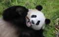 Giant panda in China. Photo by Xinhua.

